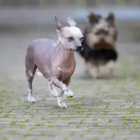 American Hairless Terrier