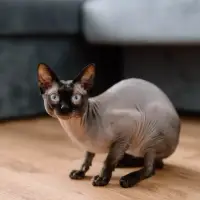 Bambino