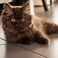 British Longhair