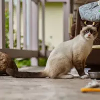 Burmese