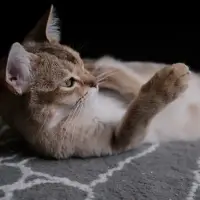 Burmilla