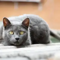 Chartreux