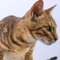 Cheetoh