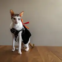 Cornish Rex