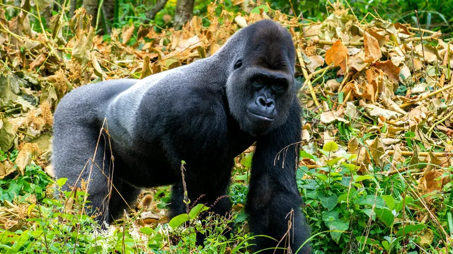 Tous les animaux en G qui méritent qu'on s'y arrête vraiment