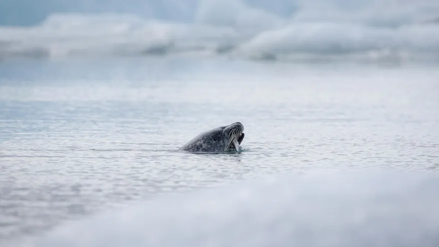 Tous les animaux en N qui méritent vraiment qu'on s'y attarde