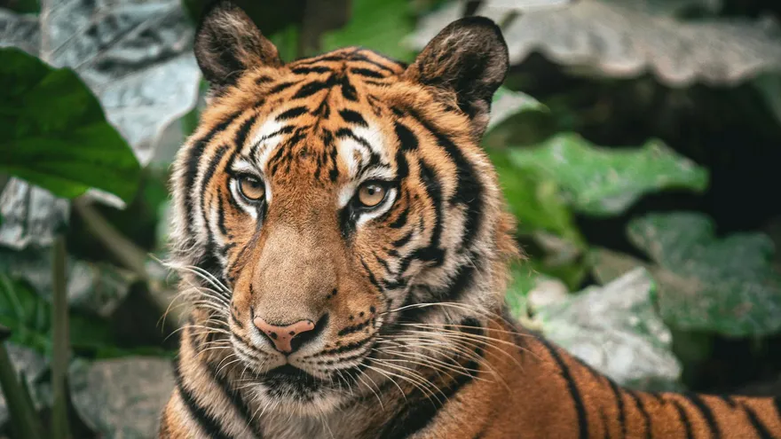Tous les animaux en T que vous devriez connaître