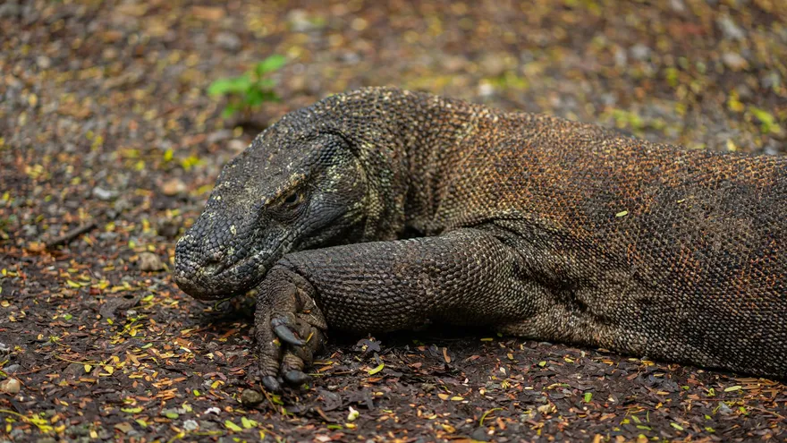 Tous les animaux en V, des plus connus aux plus étranges de la planète