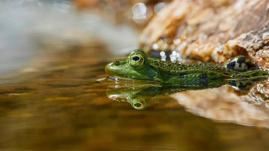 Tous les animaux en X , la liste complète avec portraits scientifiques