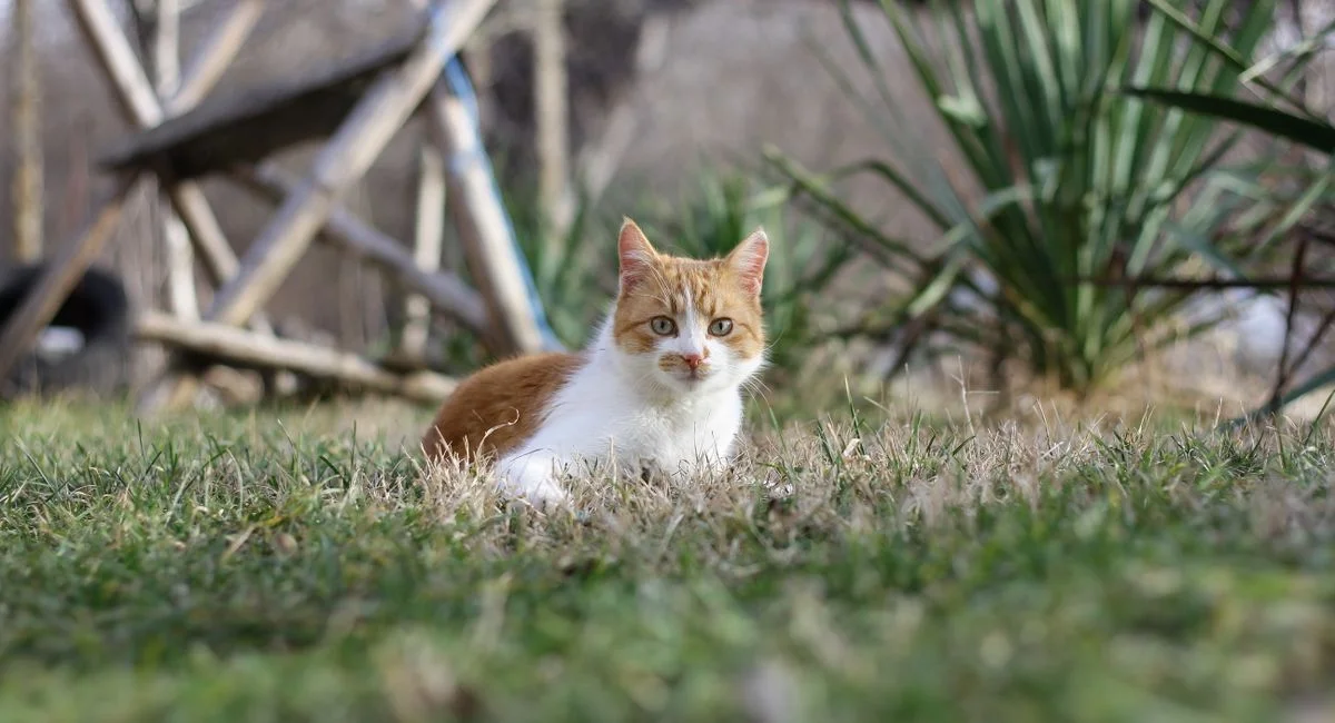 Reconnaître et traiter les vers chez le chat avec efficacité