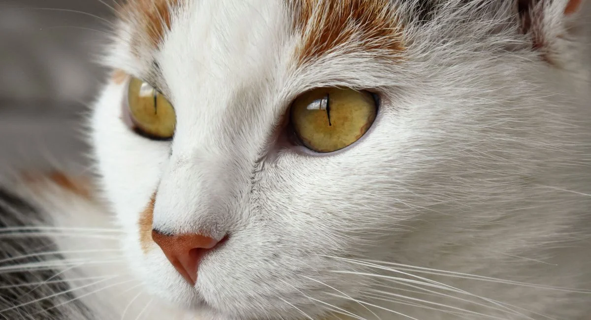 Illustration, vers chez le chat