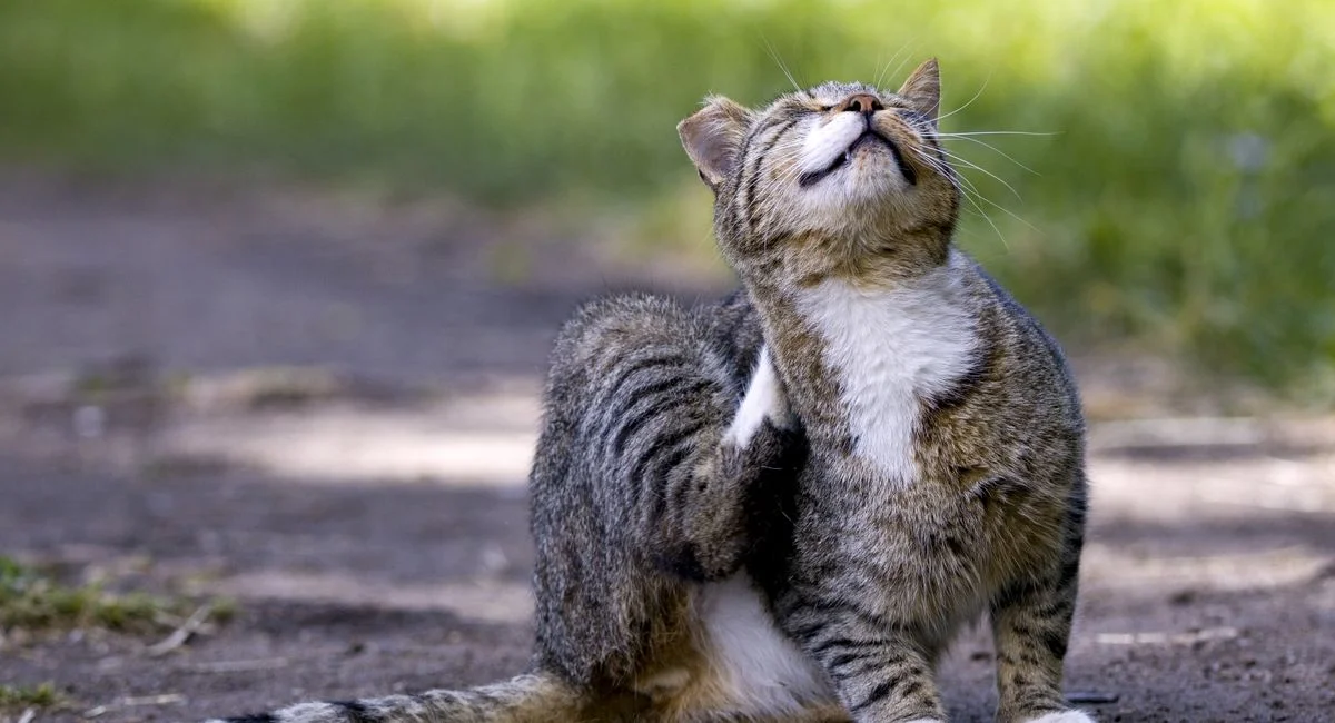 Illustration, vers chez le chat