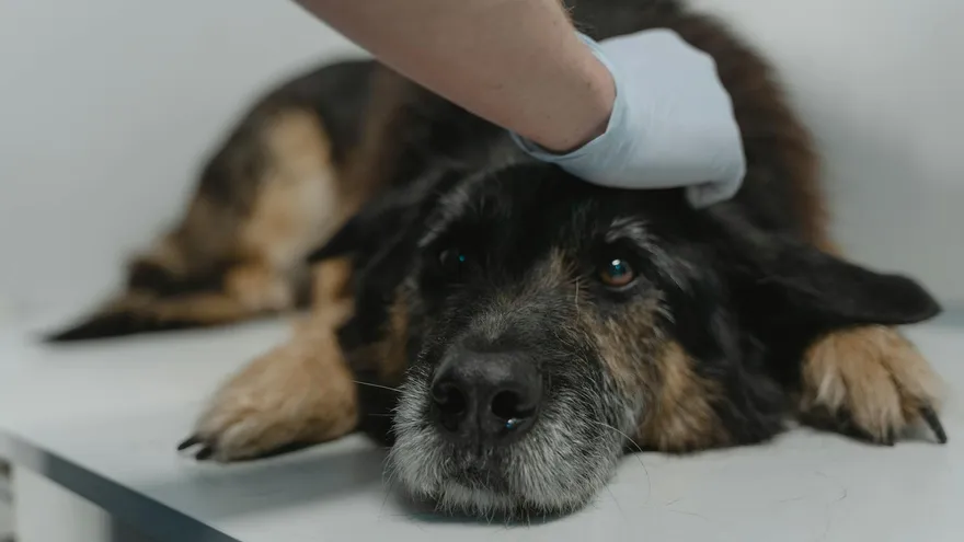Vers dans les crottes de chien , identifier, agir et protéger durablement