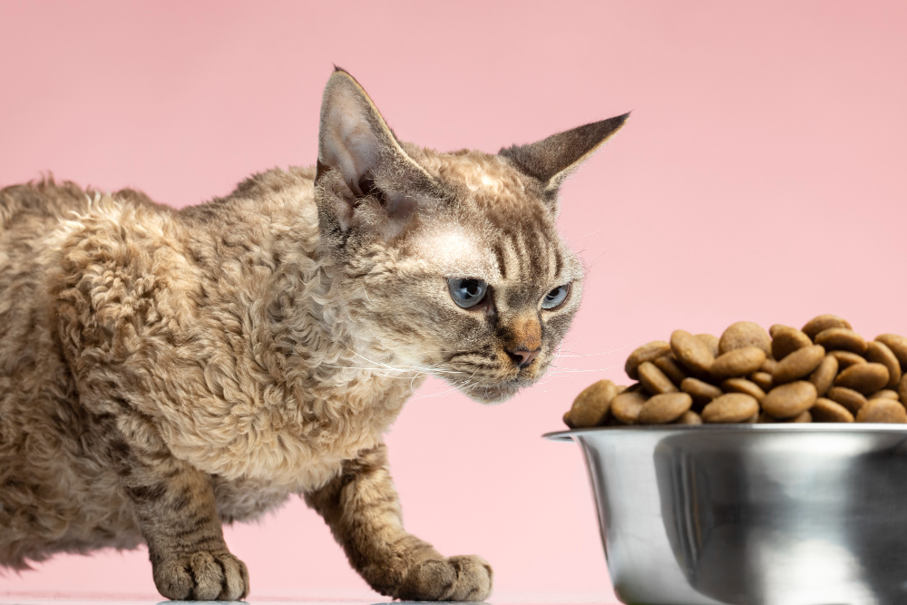 Croquettes pour chat à troubles digestifs