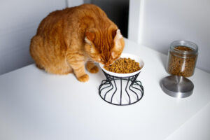 La croquette urinary chat
