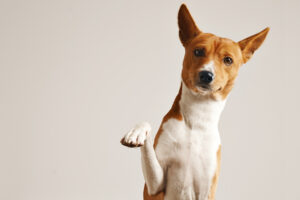 chien