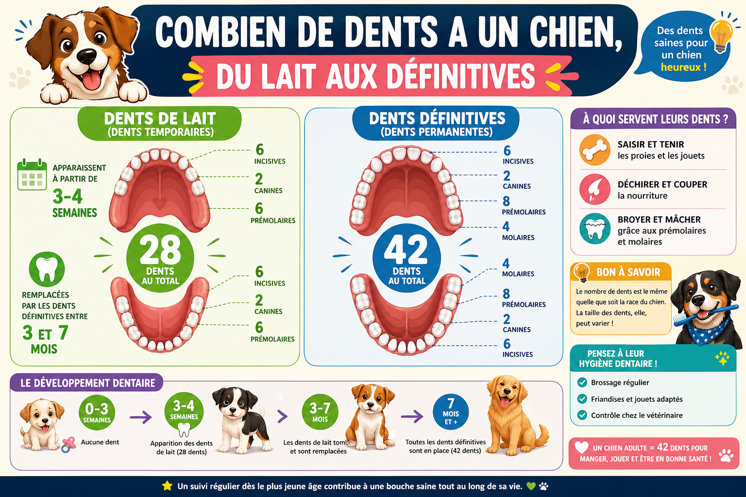 infographie-combien-de-dents-a-un-chien-du-lait-aux-d-finitive-1777114122945 Combien de dents a un chien, du lait aux définitives