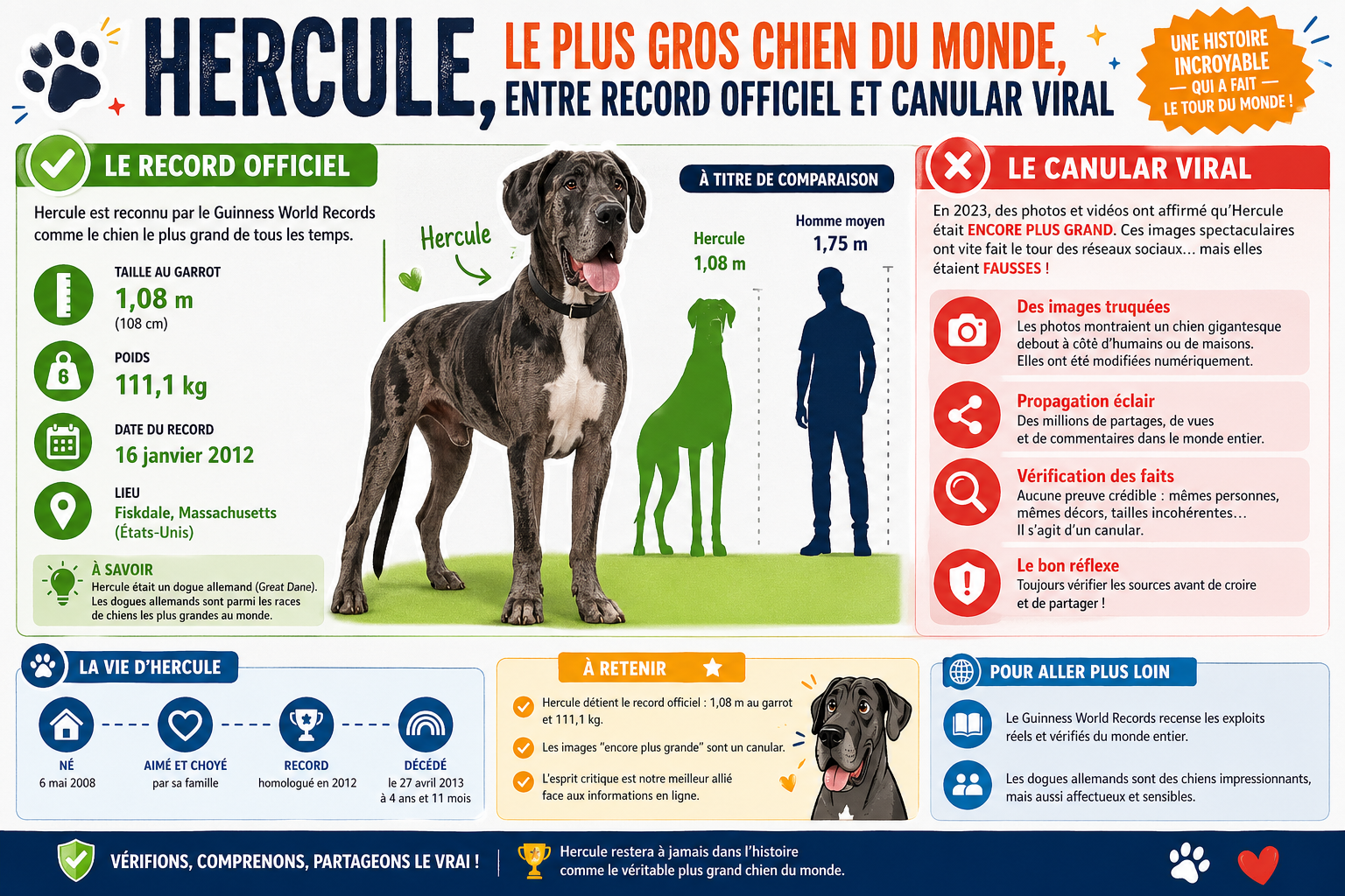 infographie-hercule-le-plus-gros-chien-du-monde-entre-record-o-1777115005151 Hercule, le plus gros chien du monde, entre record officiel et canular viral