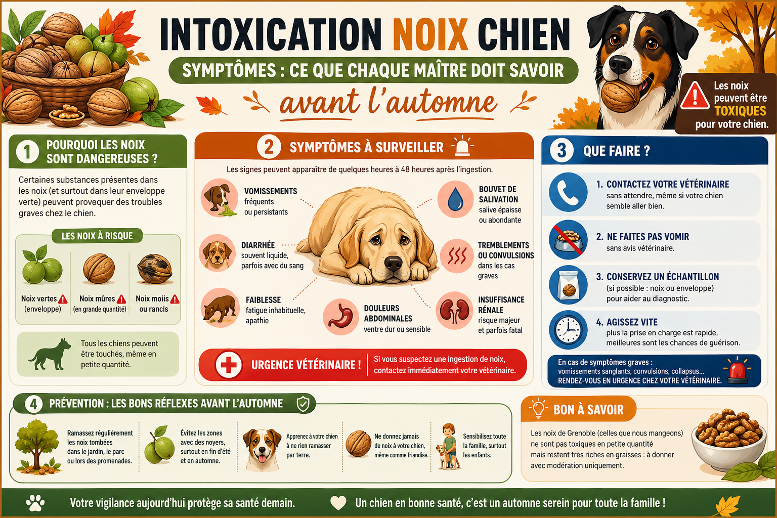 infographie-intoxication-noix-chien-sympt-mes-ce-que-chaque-ma-1777113368114 Intoxication noix chien symptômes : ce que chaque maître doit savoir avant l'automne