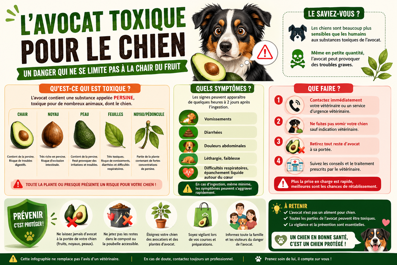 infographie-l-avocat-toxique-pour-le-chien-un-danger-qui-ne-se-1777113279354 L'avocat toxique pour le chien, un danger qui ne se limite pas à la chair du fruit