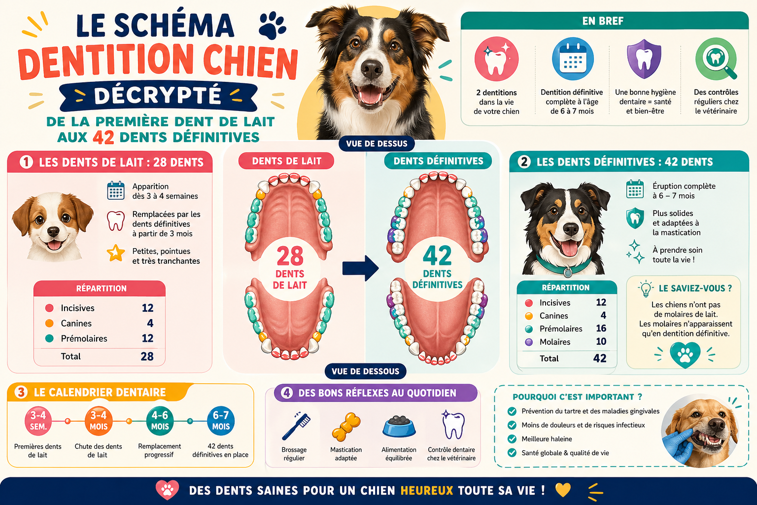infographie-le-sch-ma-dentition-chien-d-crypt-de-la-premi-re-d-1777113873553 Le schéma dentition chien décrypté de la première dent de lait aux 42 dents définitives
