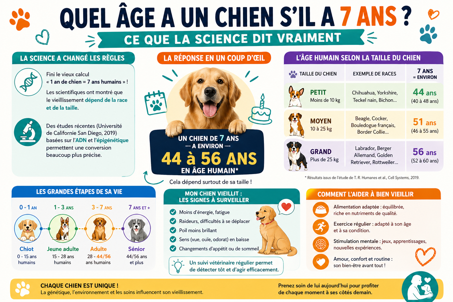 infographie-quel-ge-a-un-chien-s-il-a-7-ans-ce-que-la-science-1777115895548 Quel âge a un chien s'il a 7 ans ? Ce que la science dit vraiment