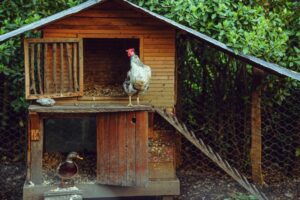 chien de berger surveillé par son maître près d'un poulailler en bois à la campagne