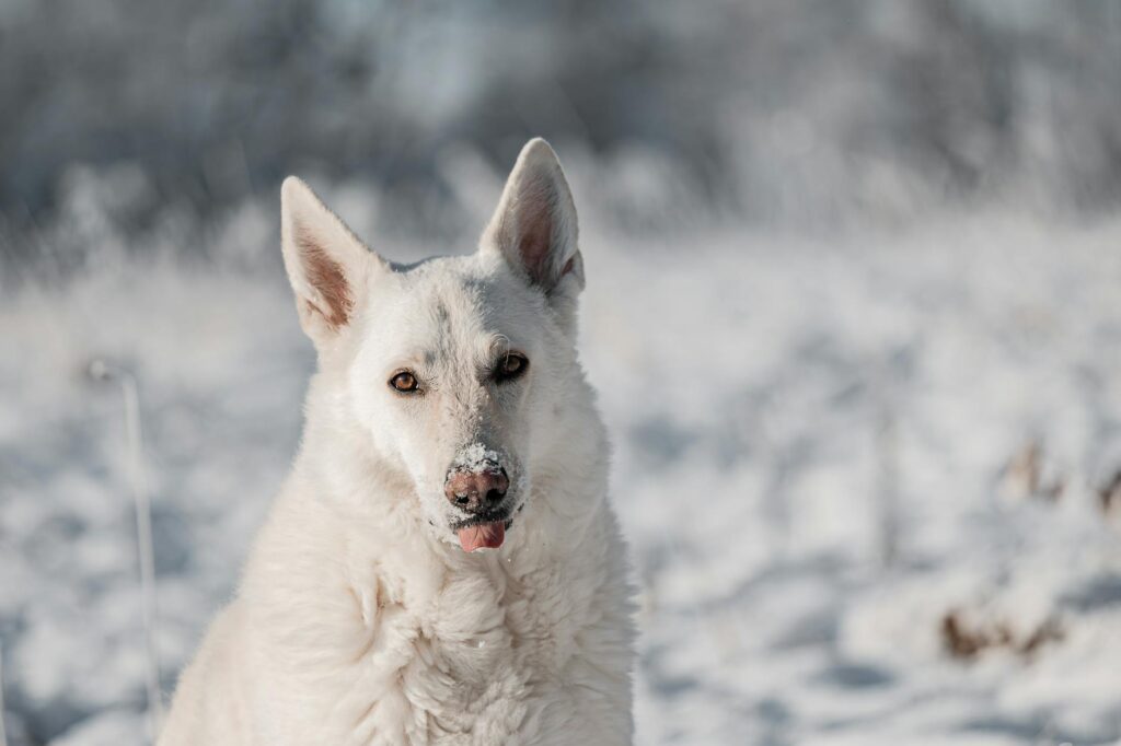Berger suisse noir adulte assis en plein air sur fond de nature alpine