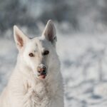 Berger suisse noir adulte assis en plein air sur fond de nature alpine