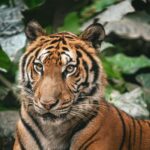 Tigre du Bengale en pleine nature, regard intense dans la végétation dense
