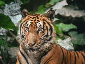 Tigre du Bengale en pleine nature, regard intense dans la végétation dense