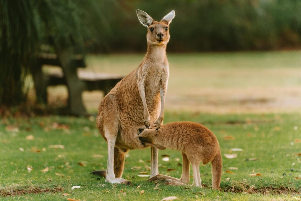 Kangourou roux debout dans la savane australienne au coucher du soleil