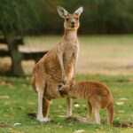 Kangourou roux debout dans la savane australienne au coucher du soleil