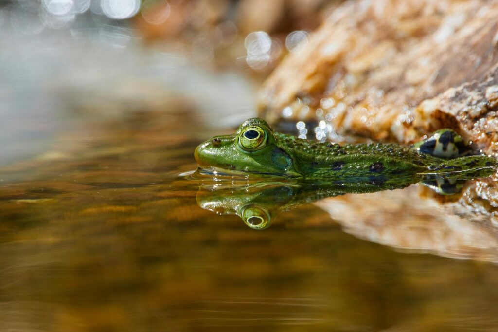 Xénope africain en gros plan sur fond aquatique, amphibien à griffes