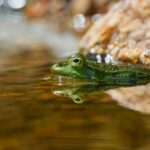 Xénope africain en gros plan sur fond aquatique, amphibien à griffes