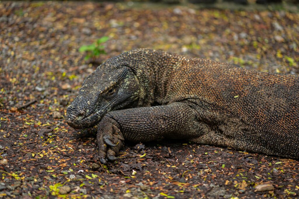 Un varan de Komodo au sol dans la végétation tropicale, langue bifide sortie