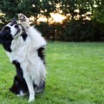 Petit chien assis sur ses pattes arrière en position fais le beau dans un jardin