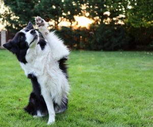 Petit chien assis sur ses pattes arrière en position fais le beau dans un jardin