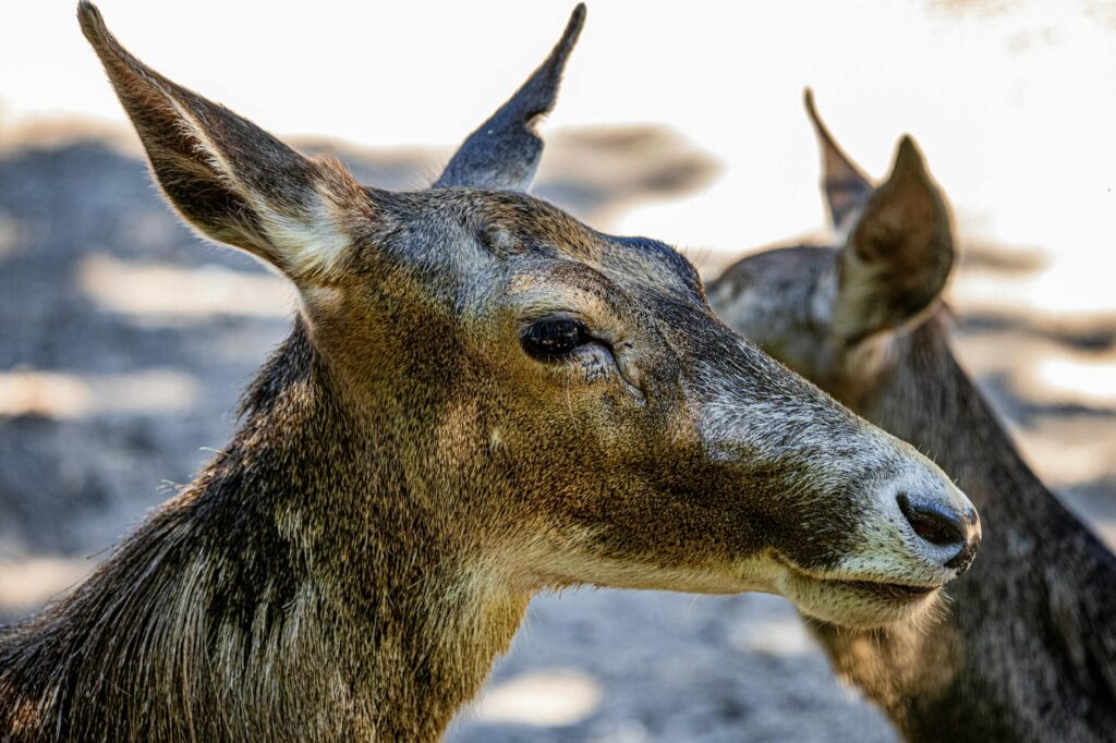 Mandrill au regard intense dans une forêt tropicale africaine dense