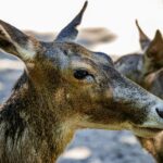 Mandrill au regard intense dans une forêt tropicale africaine dense