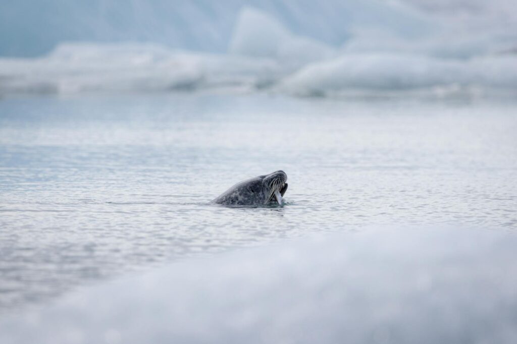 Un narval nageant dans les eaux arctiques glacées, corne spiralée visible