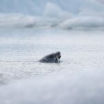 Un narval nageant dans les eaux arctiques glacées, corne spiralée visible