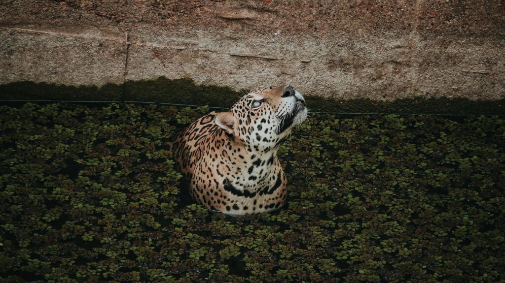 Jaguar tacheté au repos dans la forêt tropicale dense d'Amazonie