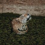 Jaguar tacheté au repos dans la forêt tropicale dense d'Amazonie