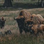 Bison des plaines debout dans une prairie dorée au coucher de soleil