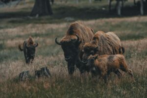 Bison des plaines debout dans une prairie dorée au coucher de soleil