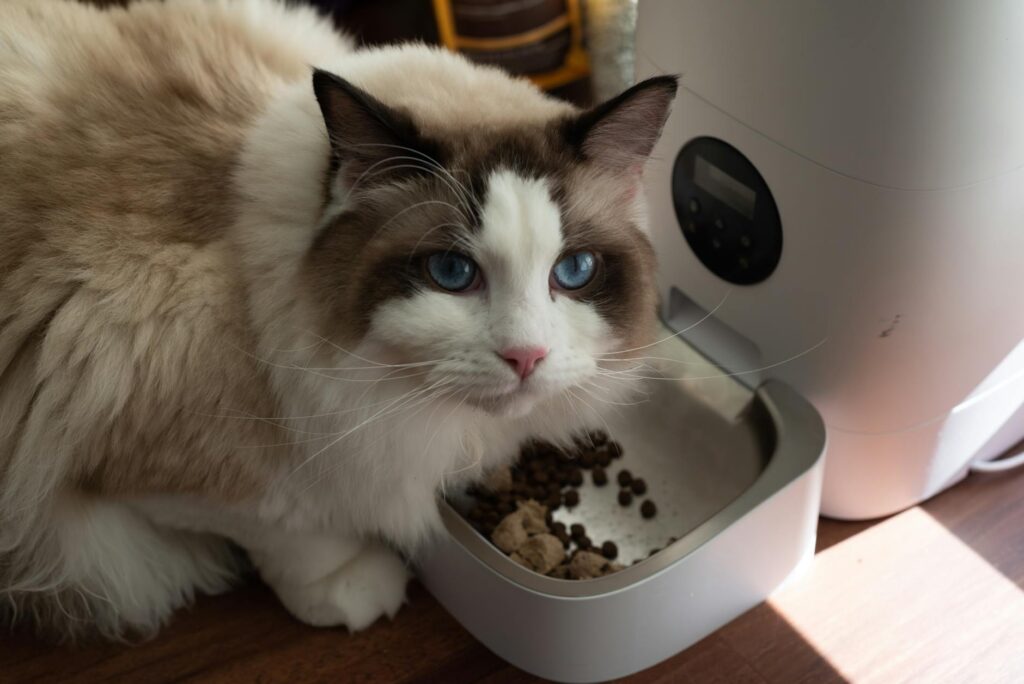Distributeur automatique de croquettes rempli pour un chat tigré en train de manger