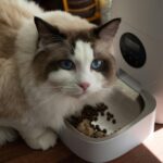 Distributeur automatique de croquettes rempli pour un chat tigré en train de manger