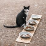 Bol de croquettes pour chat posé sur sol en bois naturel, alimentation féline sans céréales