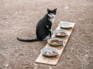 Bol de croquettes pour chat posé sur sol en bois naturel, alimentation féline sans céréales